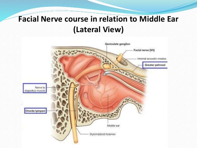 surgical anatomy of facial nerve Sexy strapless clothing